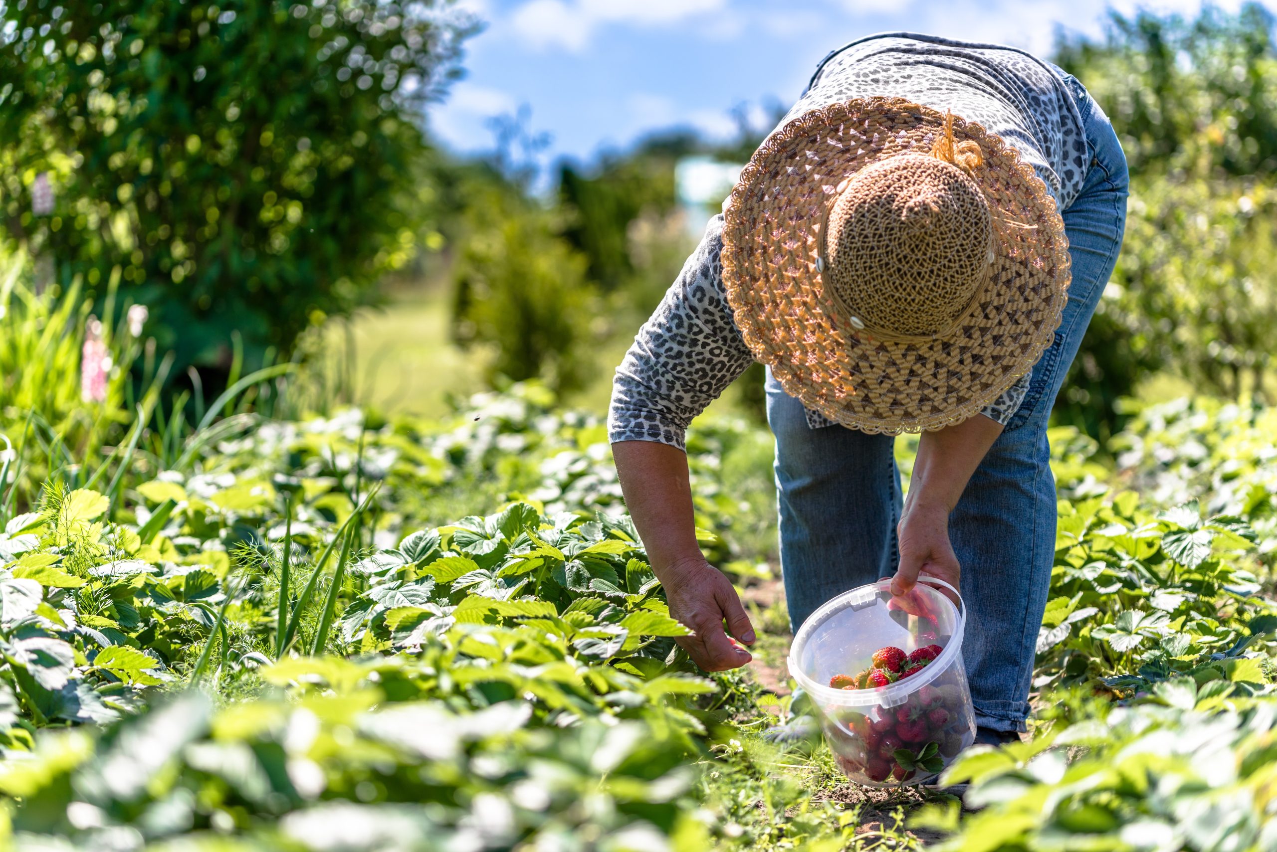 Органические хозяйства. Farmers with Organic Harvest. Обои на телефон органическое земледелие. Наклон с урожаем. Farmer hand picking Organic.